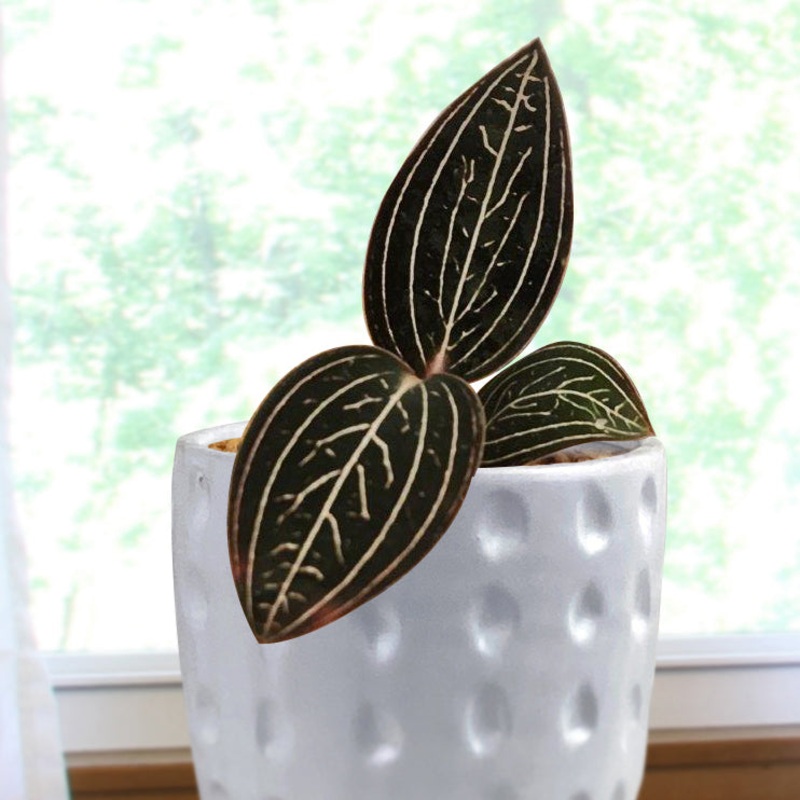 Black Jewel Orchid Jewelyana (Ludisia discolor Jewelyana)