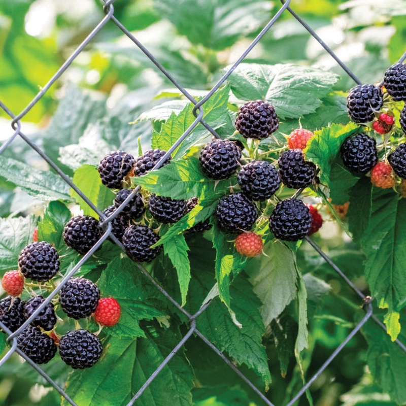Black Raspberry Plant Munger (Rubus occidentalis)