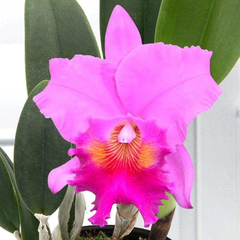Blc Orchid Amy Wakasugi NN (Brassolaeliocattleya hybrid)