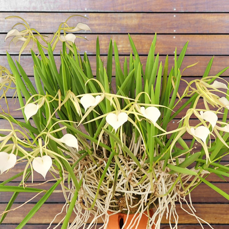 Brassavola Orchid Little Stars (Brassavola noduosa x B. subulifolia)