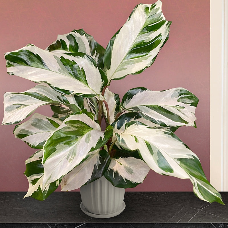 Calathea Stella PP (Calathea hybrid)