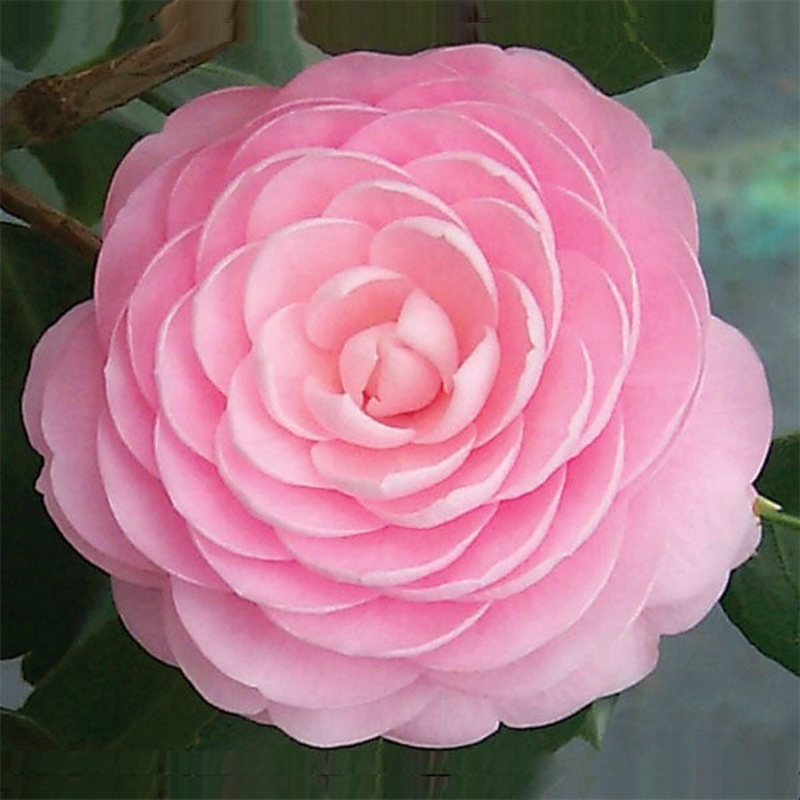 Camellia Pink Perfection (Camellia japonica hybrid)