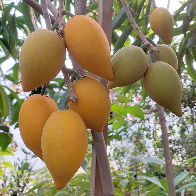 Canistel Tree Fairchild (Pouteria campechiana)