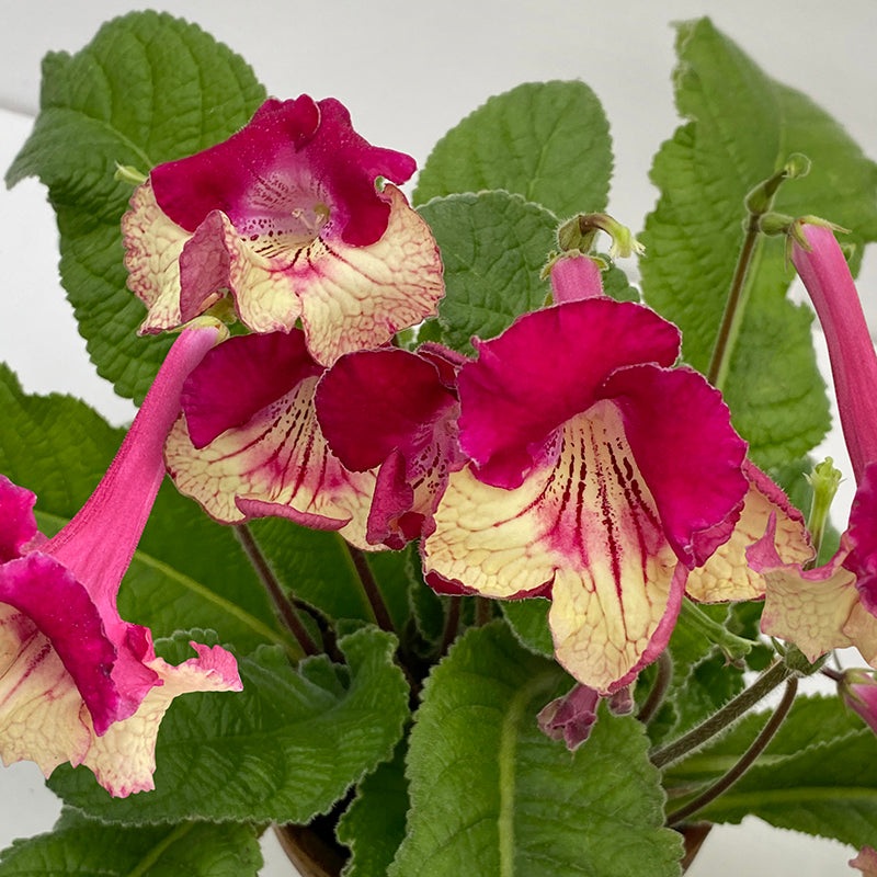 Cape Primrose Kalahari (Streptocarpus hybrid)