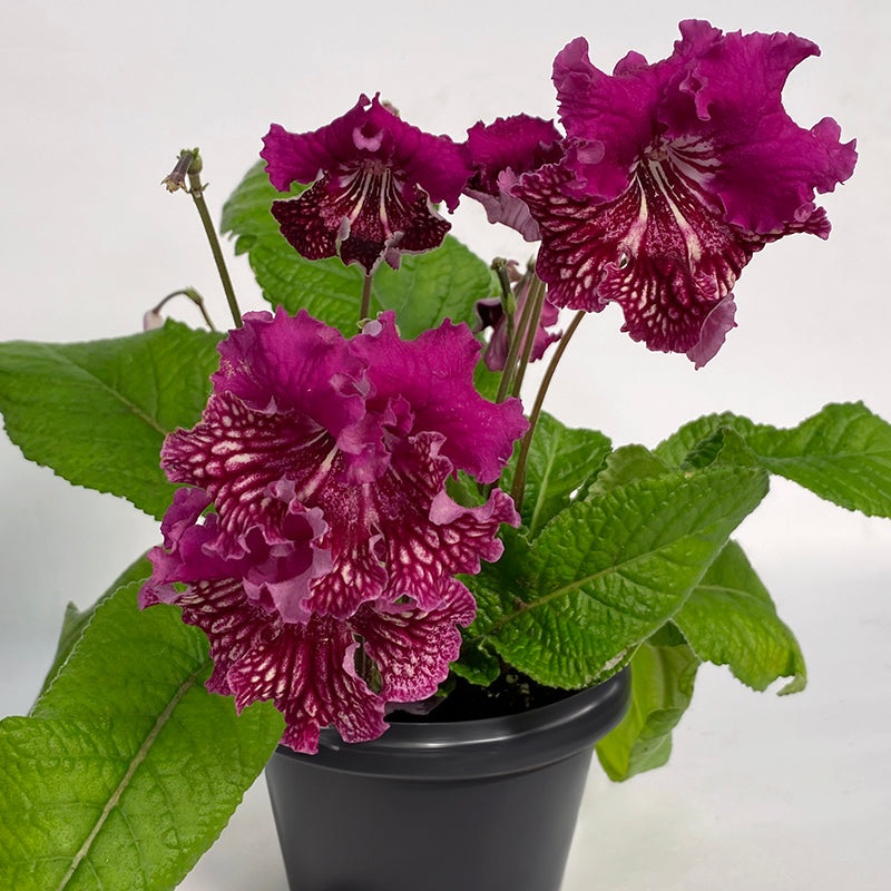 Cape Primrose Pola (Streptocarpus hybrid)