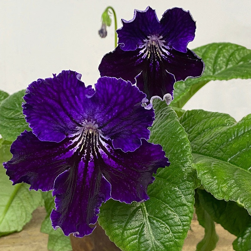 Cape Primrose Siberia (Streptocarpus hybrid)