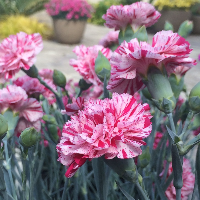 Carnation Pinball Wizard PP (Dianthus hybrid)
