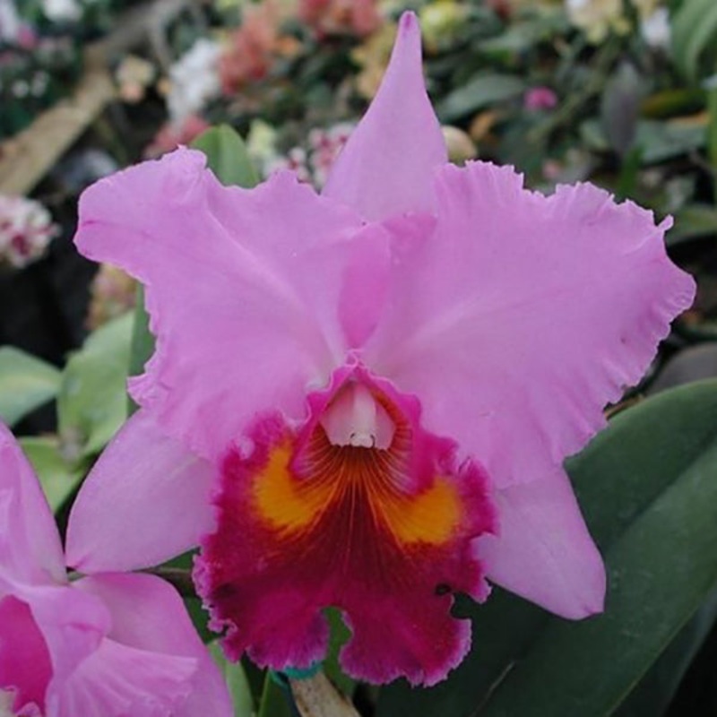 Cattleya Orchid Irene Holguin Brown Eyes AM/AOS (Cattleya hybrid)