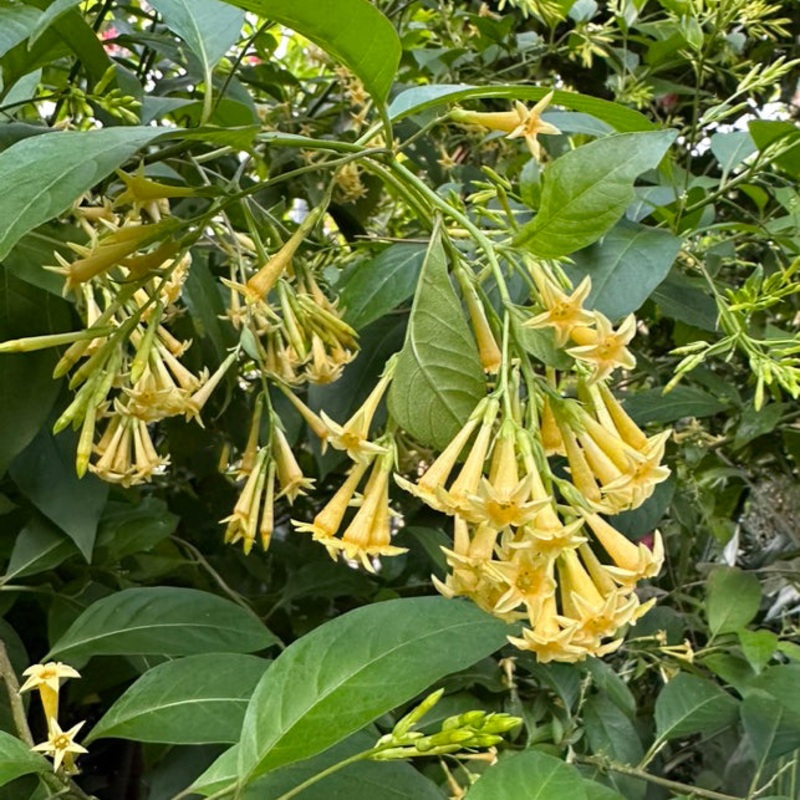 Cestrum ‘Moonglow’ (Cestrum hybrid)