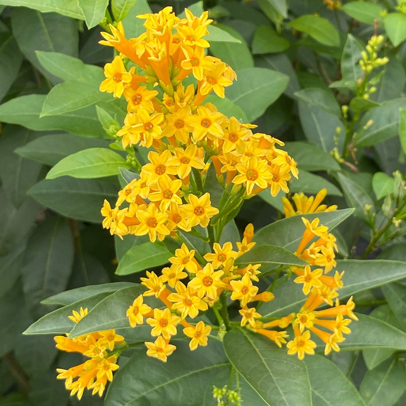 Cestrum Orange Zest (Cestrum aurantiacum)