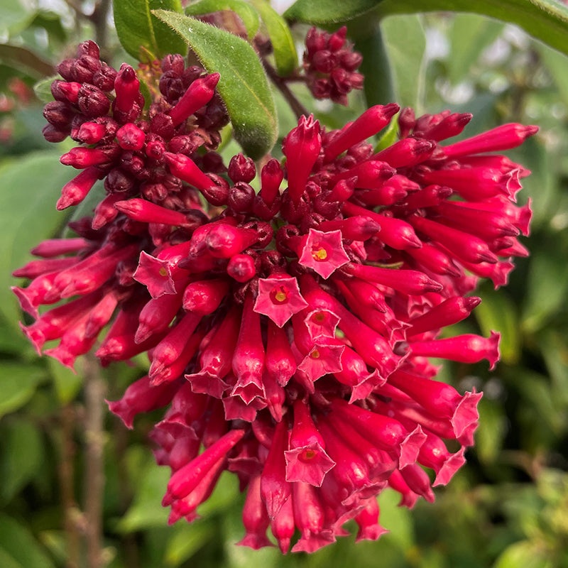 Cestrum Ruby Clusters (Cestrum newellii)