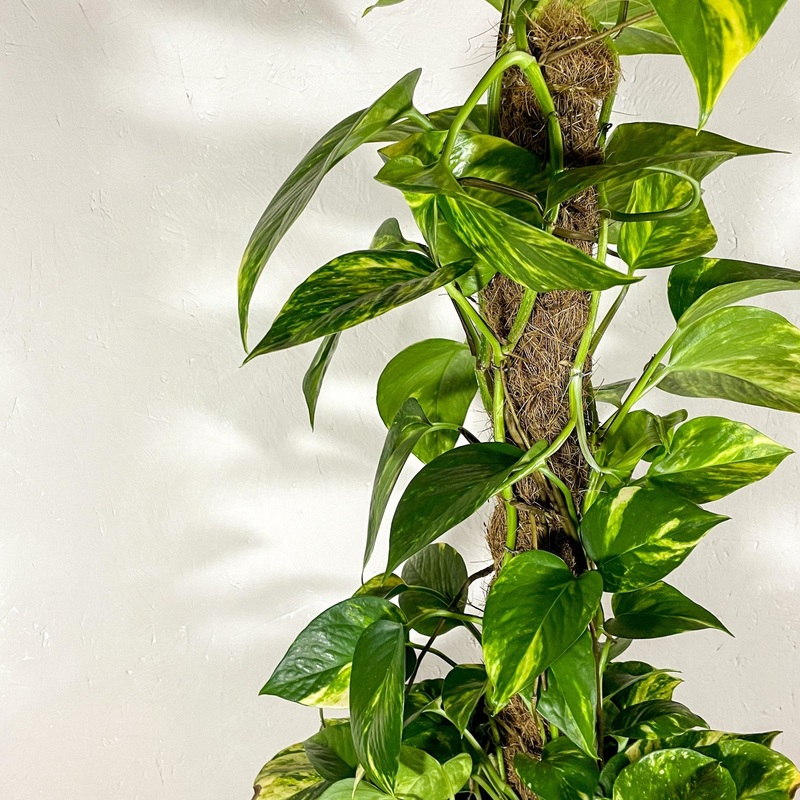 Coir Moss Pole  Coco Fibre Plant Support