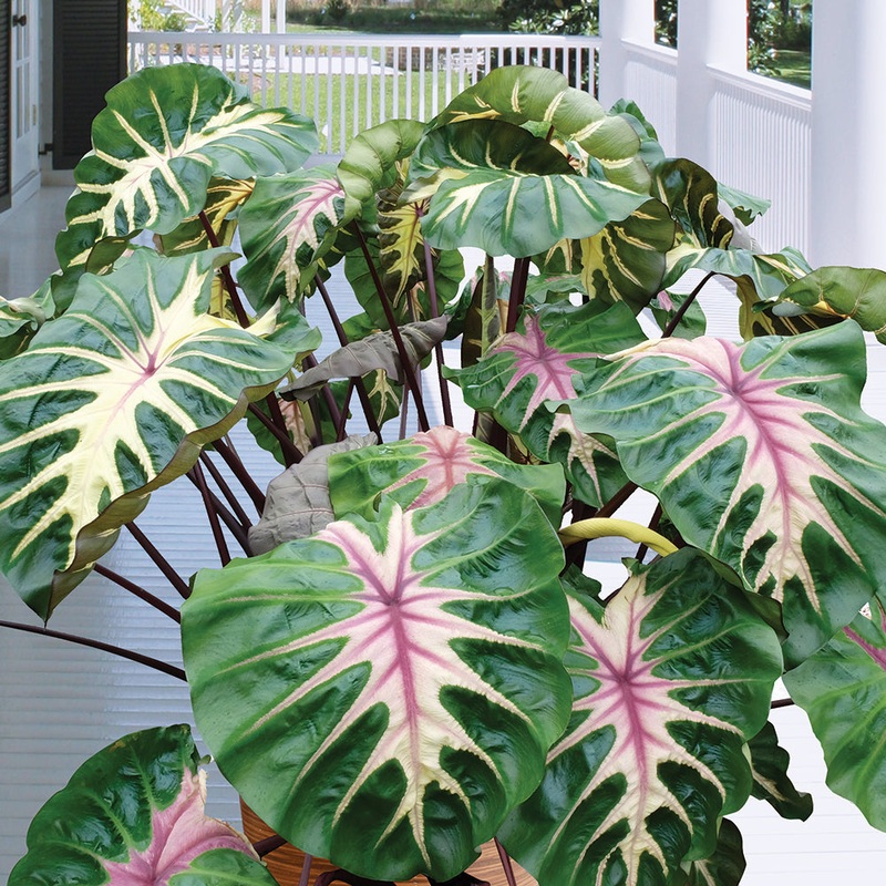 Colocasia Royal Hawaiian Waikiki PP (Colocasia esculenta hybrid)