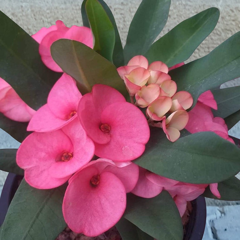 Crown of Thorns Pink Jewel (Euphorbia milii hybrid)