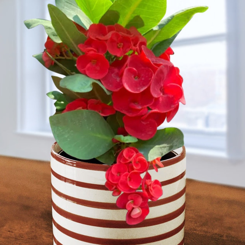 Crown of Thorns Red Hot (Euphorbia milii hybrid)