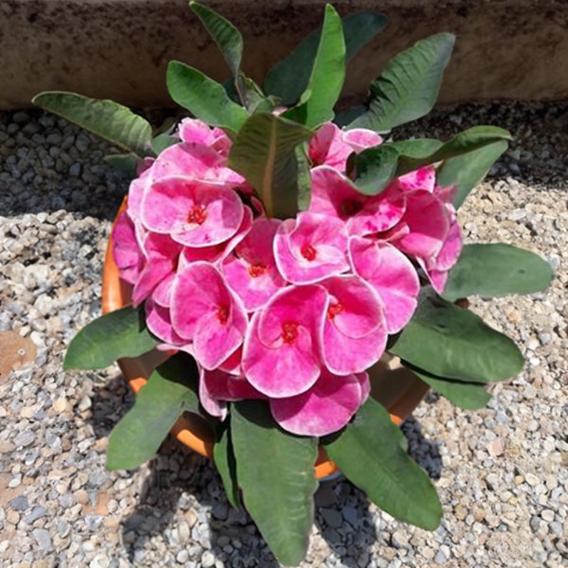 Crown of Thorns Rosy Cheeks (Euphorbia milii hybrid)