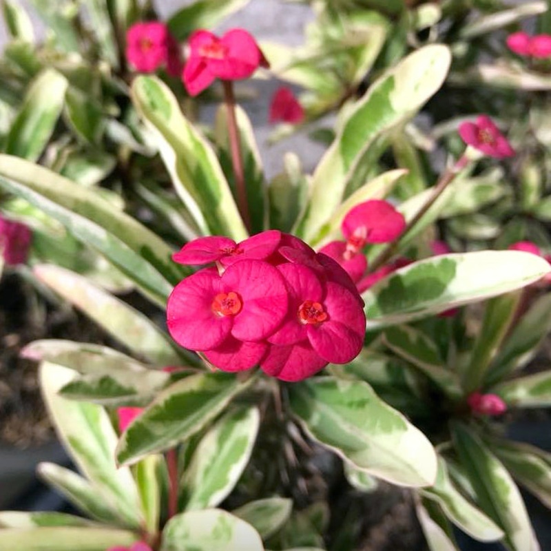 Crown of Thorns Variegated Pink (Euphorbia milii hybrid)