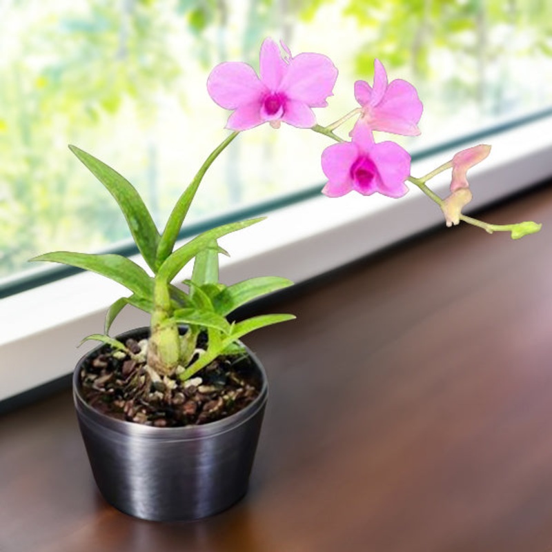 Dendrobium Orchid Zeschia Lynn (Dendrobium bigibbum var. compactum)