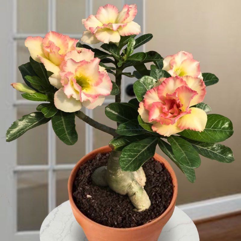 Desert Rose Cotton Candy (Adenium hybrid)