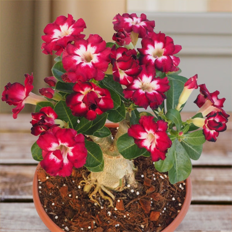 Desert Rose Fiery Star (Adenium hybrid)
