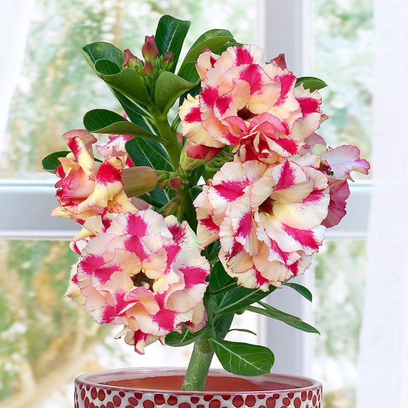 Desert Rose Mrs Rose (Adenium hybrid)