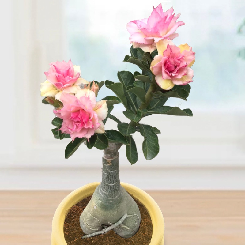 Desert Rose Peace (Adenium hybrid)