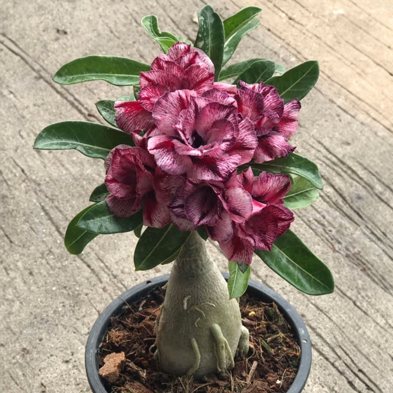 Desert Rose Thinking of You (Adenium hybrid)