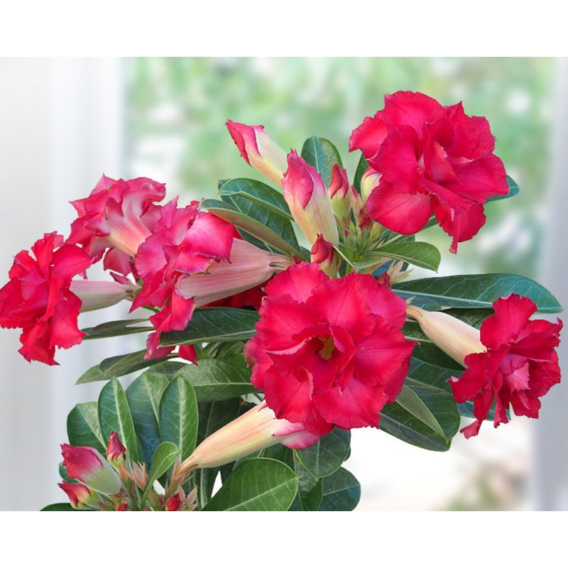 Desert Rose Triple Star (Adenium hybrid)