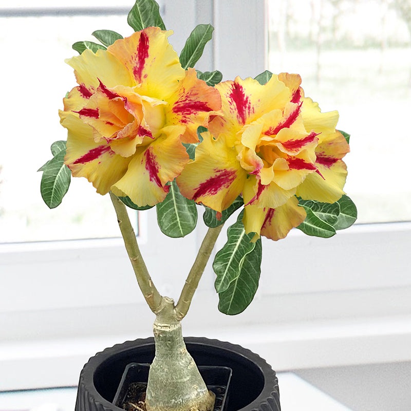 Desert Rose Tropical Tiger (Adenium hybrid)