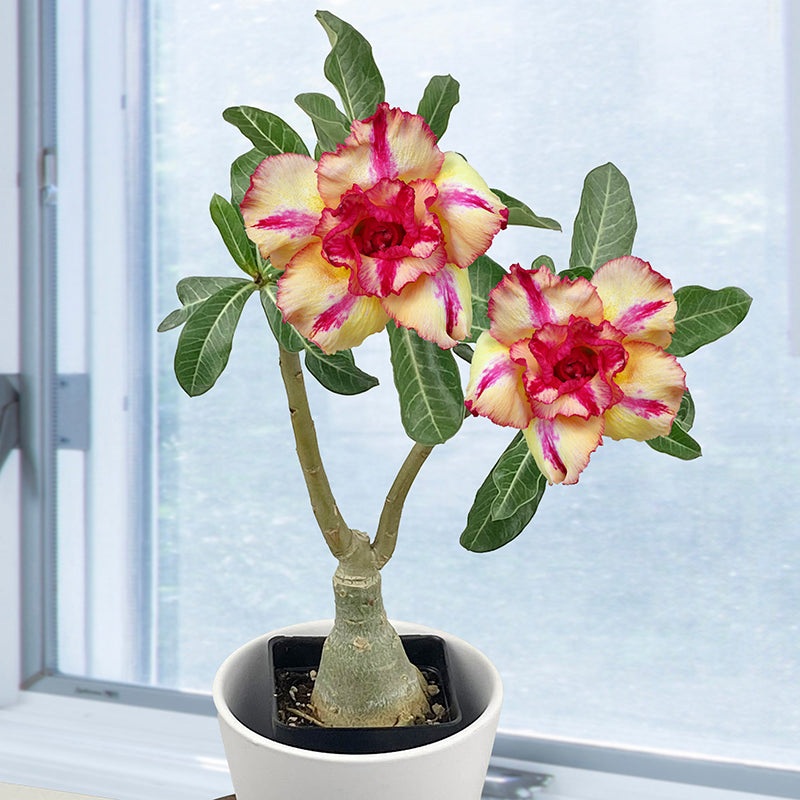 Desert Rose Yellow Charm (Adenium hybrid)