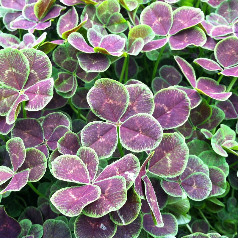 Dutch Clover (Trifolium repens Atropurpureum)