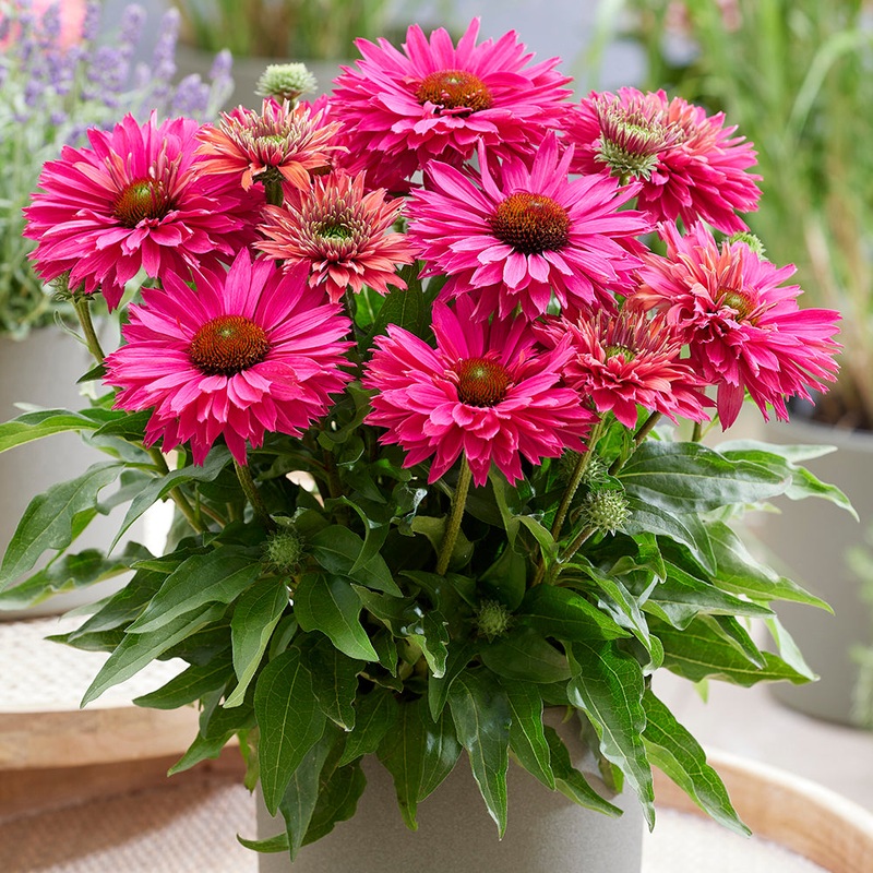Echinacea Sunseekers Sweet Fuchsia PPAF (Echinacea hybrid)
