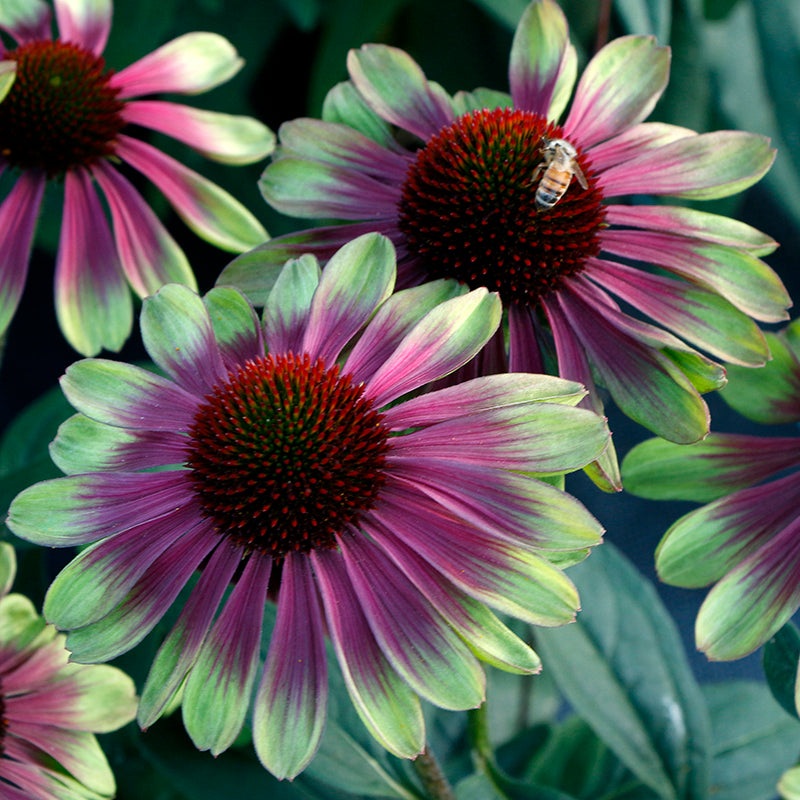 Echinacea Sweet Sandia PPAF (Echinacea hybrid)