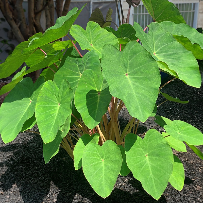 Elephant Ear Polargreen PP (Colocasia hybrid)