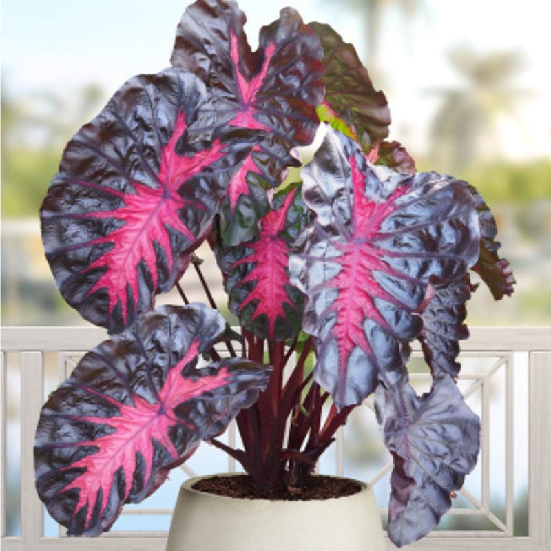 Elephant Ear Redemption PP (Colocasia hybrid)