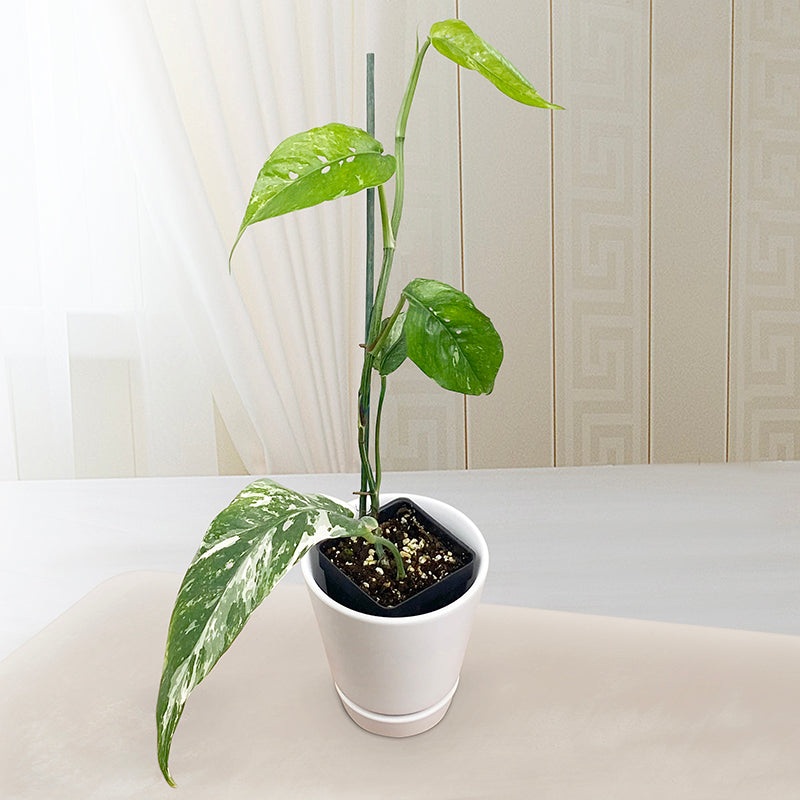 Epipremnum Albo-Variegata (Epipremnum pinnatum Albo-Variegata)