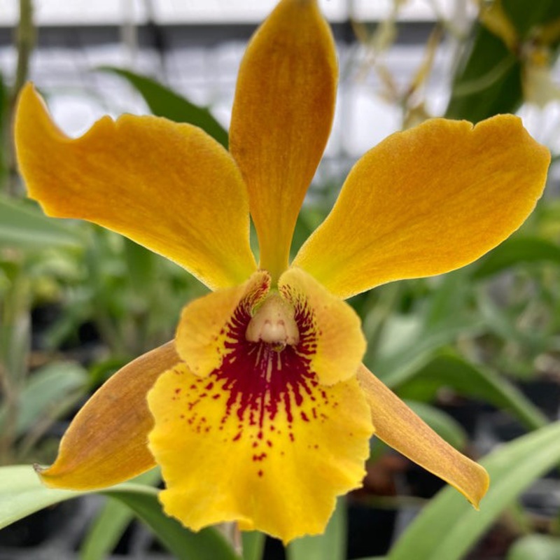 Eplc Orchid Jackie Bright Hilo Stars (Epilaeliocattleya hybrid)