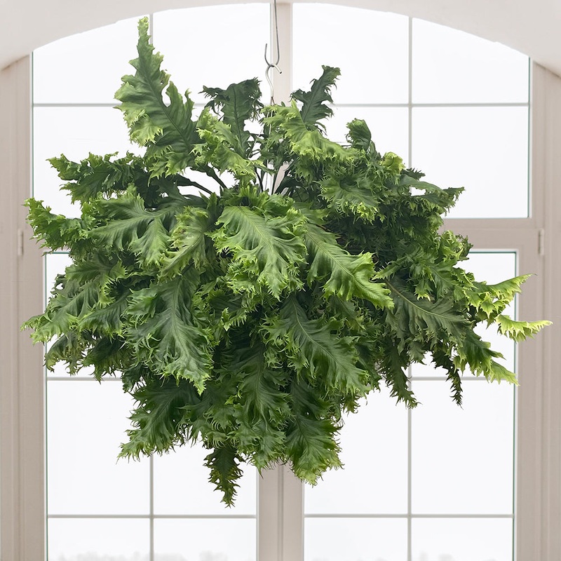 Fern Microsorum Dragons Wing (Microsorum punctatum)