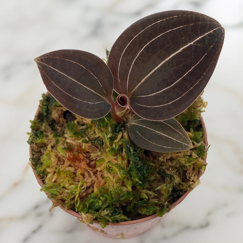 Jewel Orchid Ludochilus Sea Turtle (Ludochilus Sea Turtle)