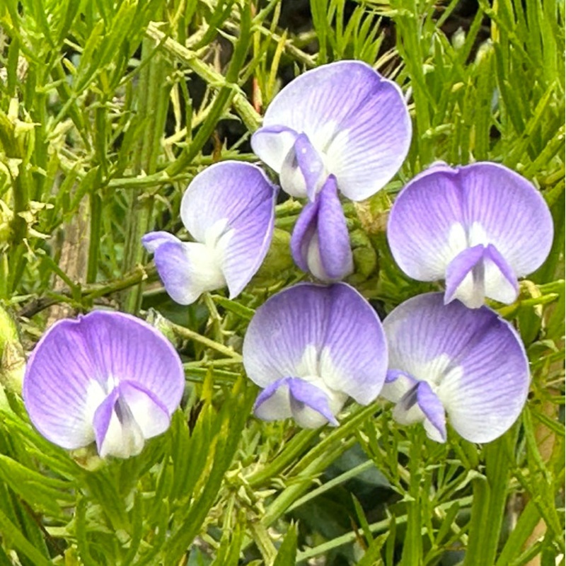 Kool-Aid Bush (Psoralea pinnata)