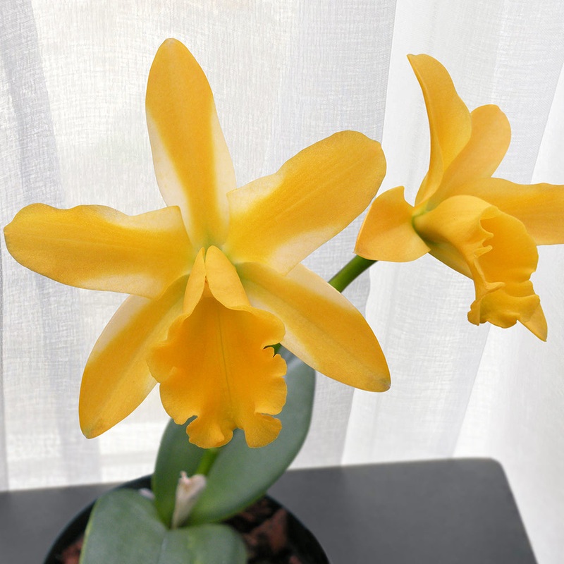 Lc Orchid Candy Corn Star of Hermana (Laelia x Cattleya hybrid)