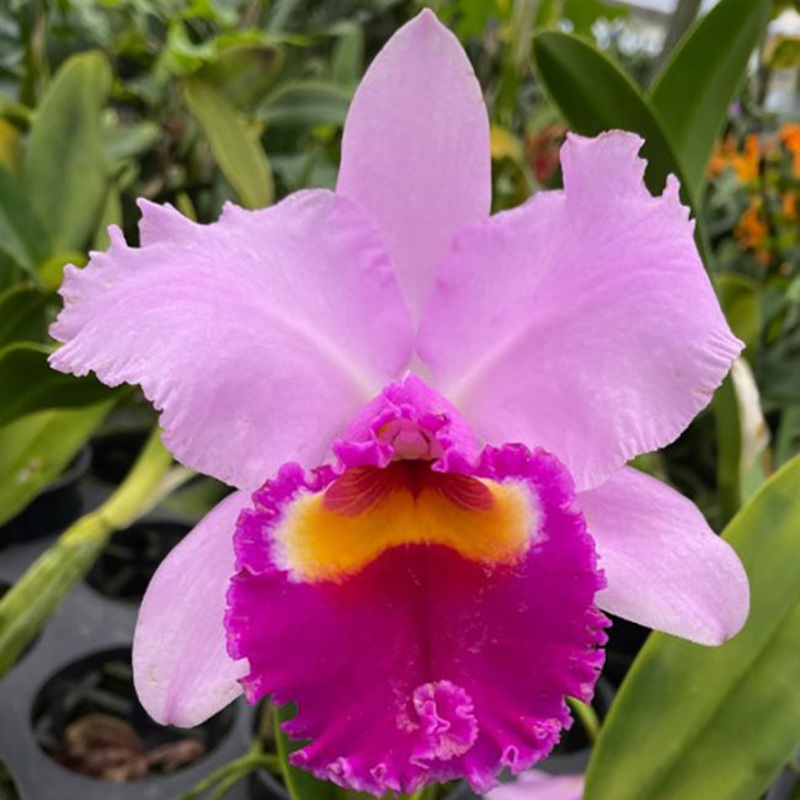 Lc Orchid Irene Finney Spring Bounty AM/AOS (Laeliocattleya hybrid)