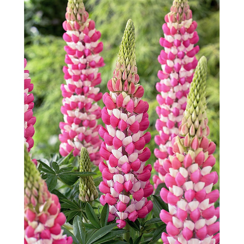 Lupine WestCountry Rachel de Thame (Lupinus hybrid)
