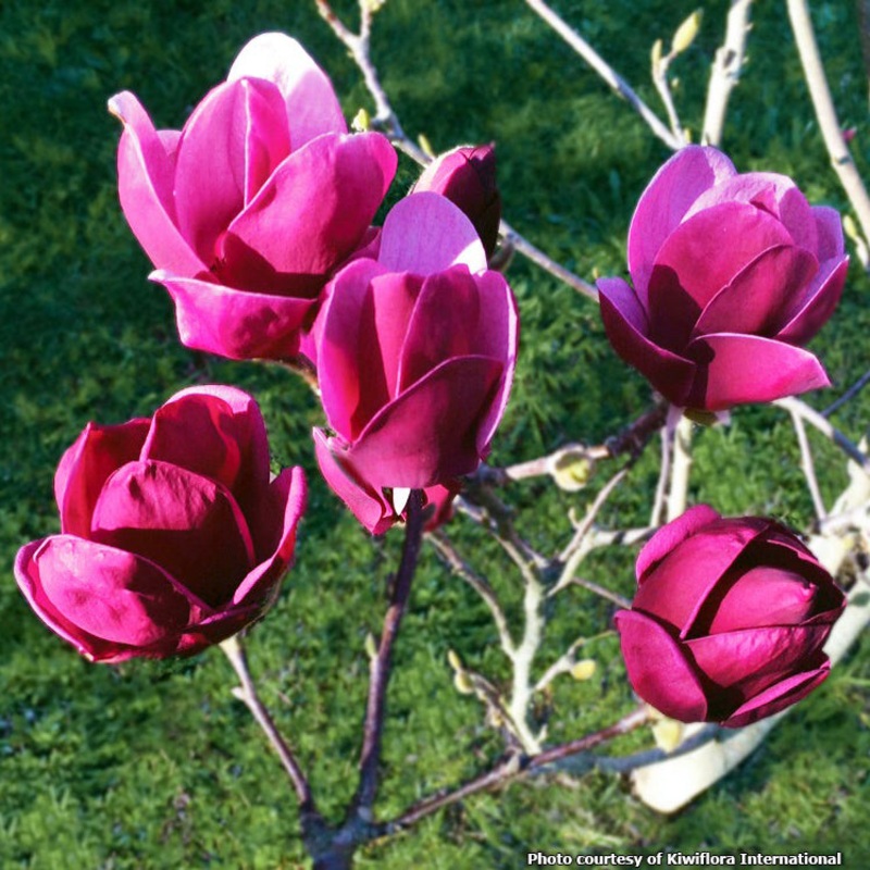 Magnolia Tinkerbelle PP (Magnolia hybrid)