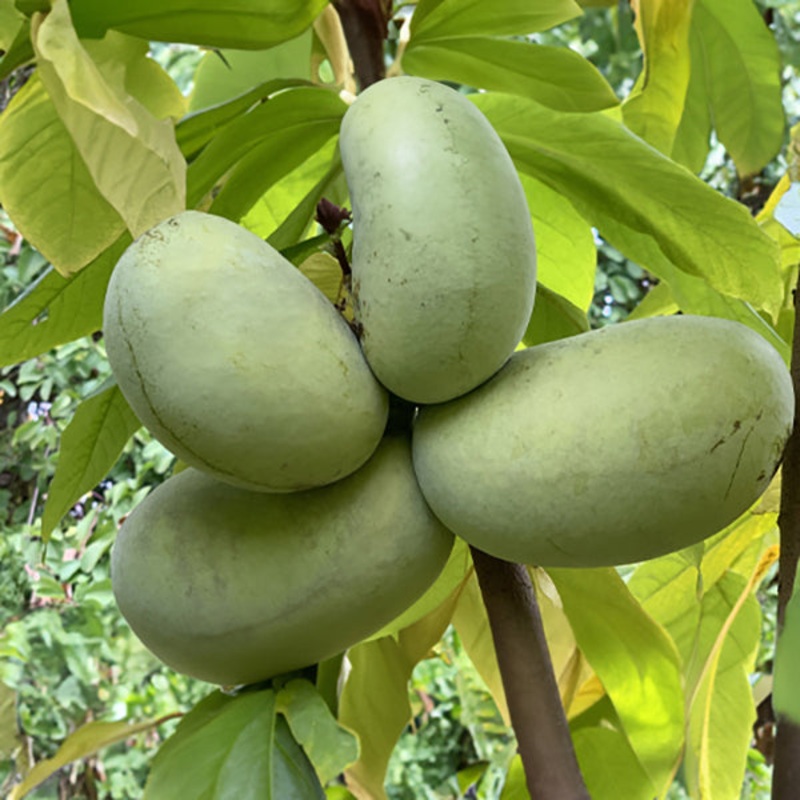 Paw Paw KSU Atwood (Asimina triloba)