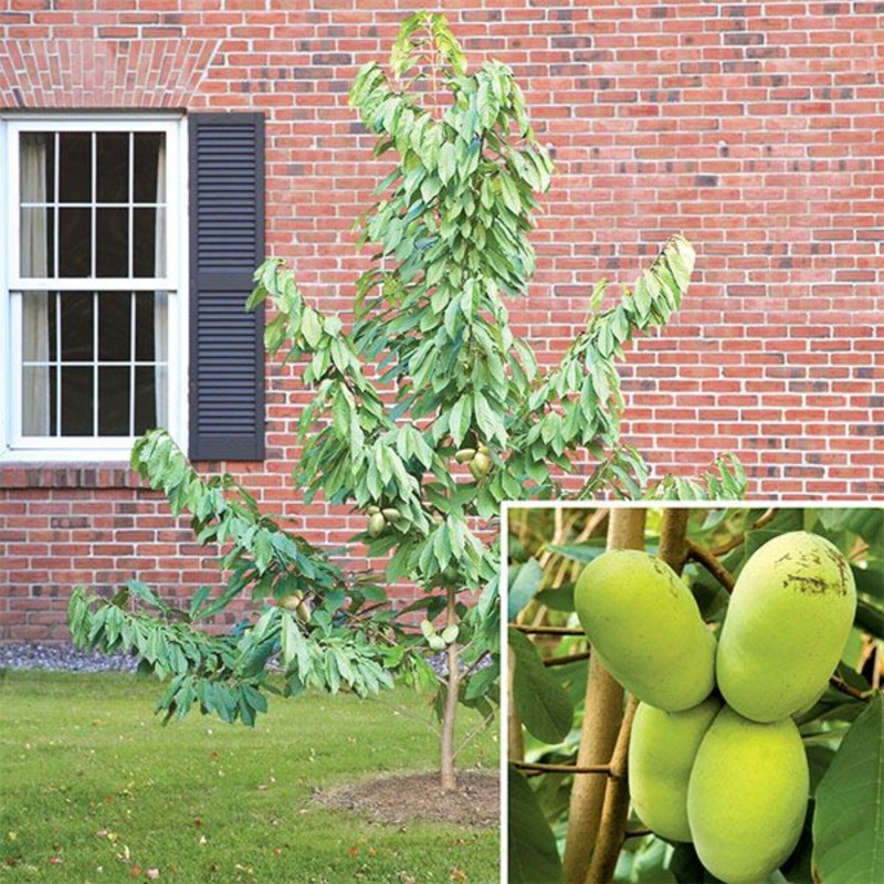 Paw Paw Tree Set Prolific & NC-1 (Asminia triloba)