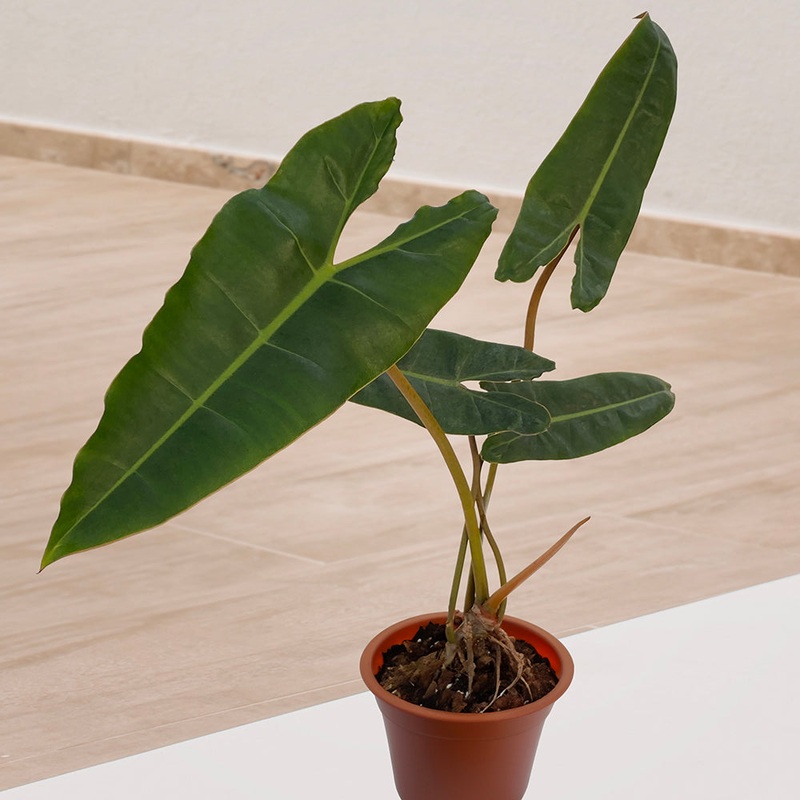 Philodendron billietiae (Philodendron billietiae)