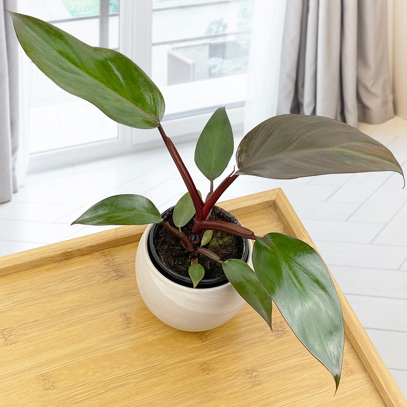 Philodendron Dark Lord (Philodendron erubescens hybrid)
