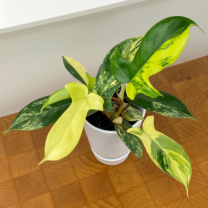 Philodendron Florida Beauty (Philodendron hybrid)