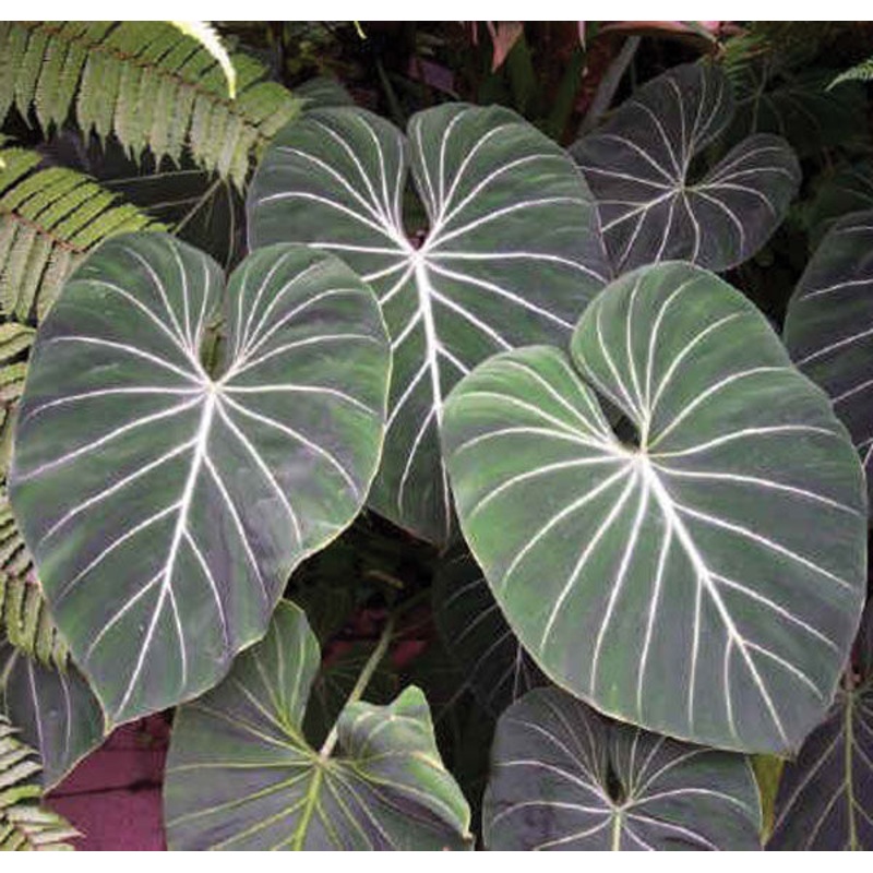 Philodendron gloriosum (Philodendron gloriosum)